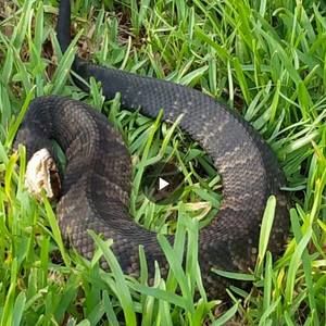 Meet your Posher, Larry